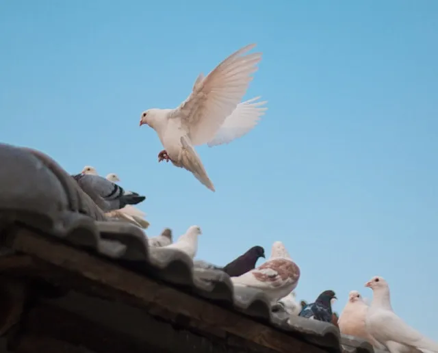 Nettoyage de fientes de pigeons sur toiture - service professionnel